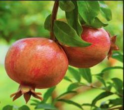 Pomegranate